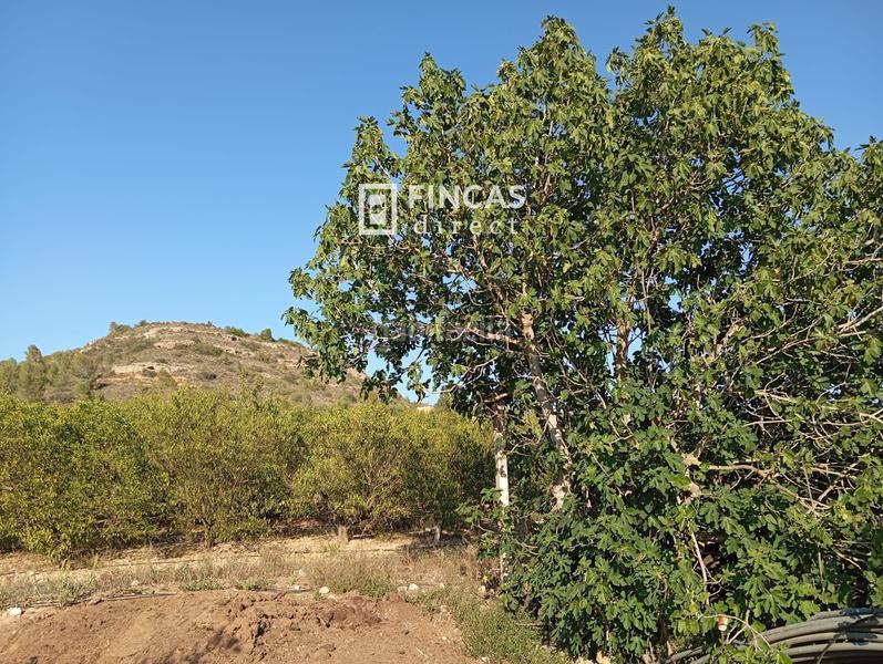 Foto 48ba1fc9-8a2e-4c7f-9c2e-c05622e04e12. Masía en Bítem Tortosa