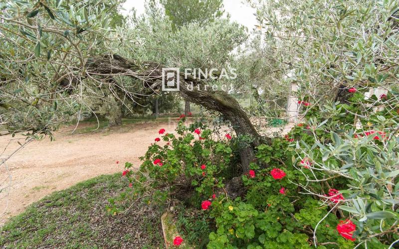 Foto 0843aac3-706b-4ce2-a231-bd29cd416adf. Masia amb aparcament a Perelló (El)