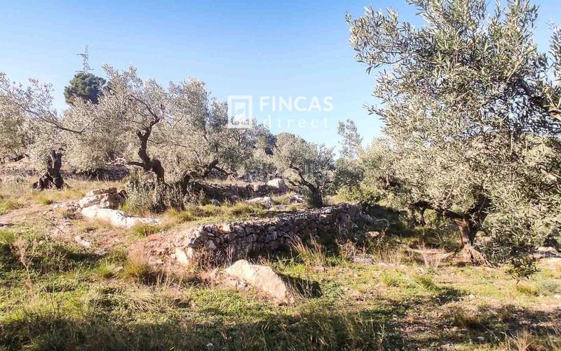 Foto 032a2710-48ca-45e2-b701-af655c503acc. Mas dans Bítem Tortosa