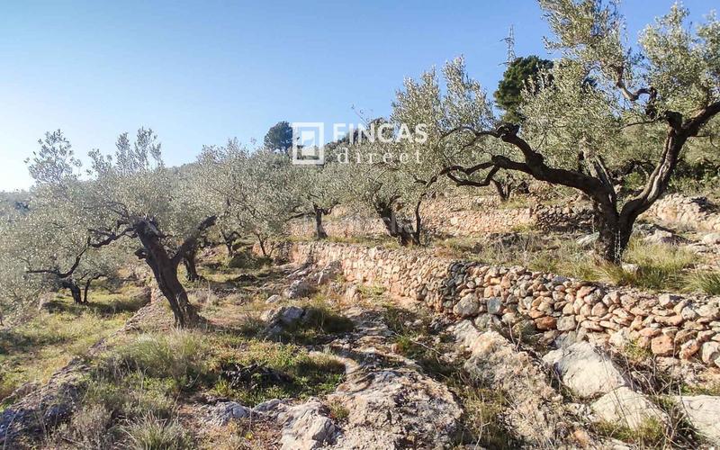 Foto 0a7477af-ee29-4a84-ba7a-80789712e462. Mas dans Bítem Tortosa