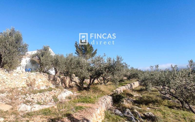 Foto 12480041-52c3-4a03-9889-0ed6fb797a22. Mas dans Bítem Tortosa