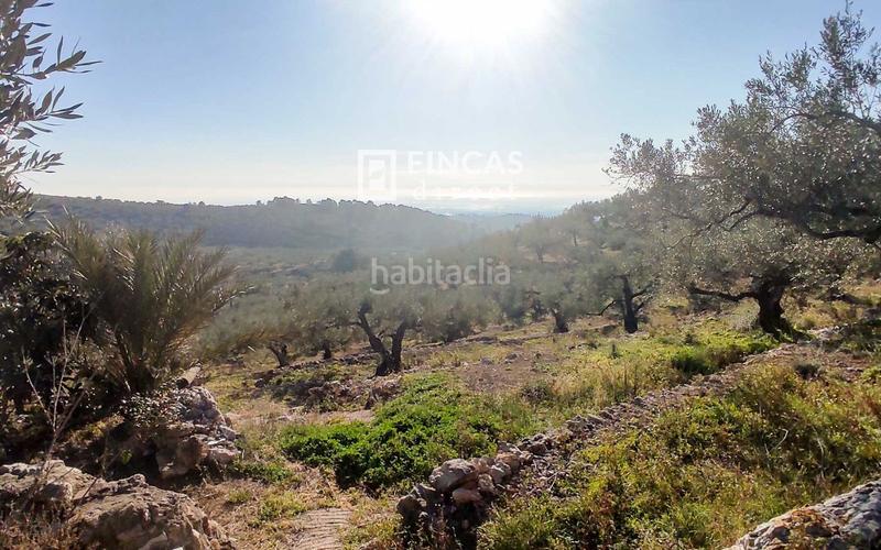 Foto 25556f24-7e49-48e9-a691-b53bd5bf3e56. Mas dans Bítem Tortosa