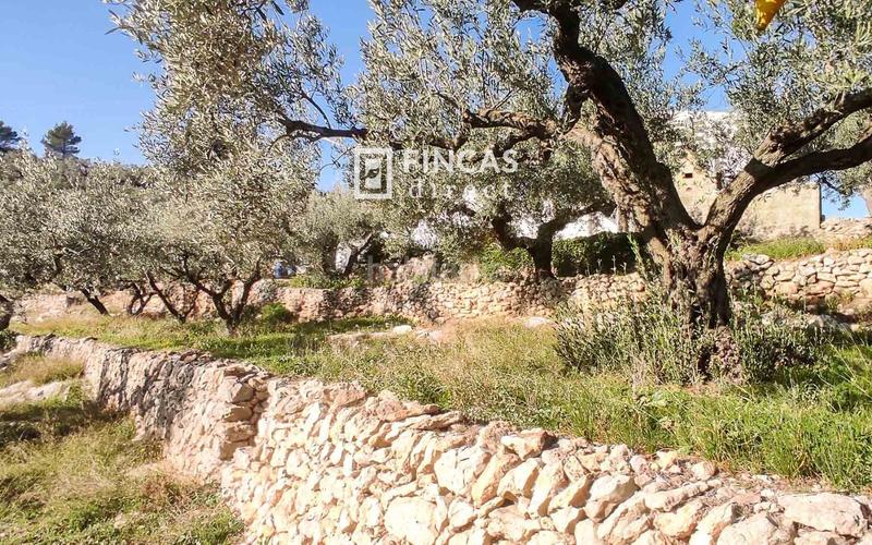 Foto 38693ef8-c2d1-473f-bdb0-e32e1195db9d. Mas dans Bítem Tortosa