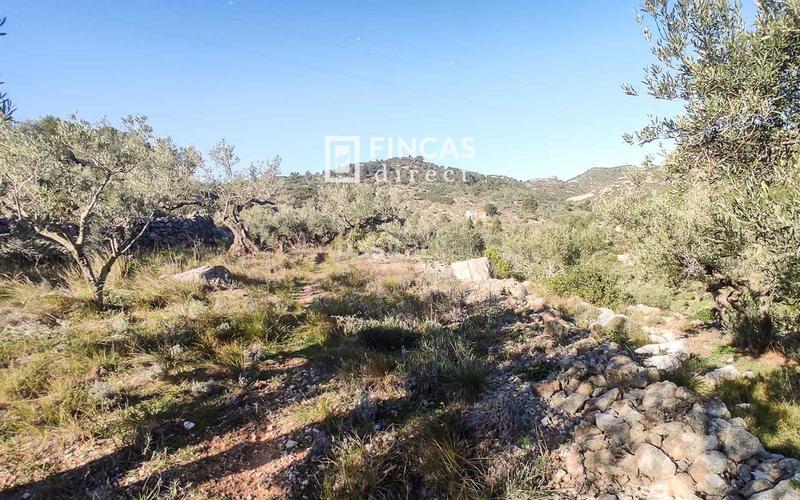 Foto e900e36f-8fe3-4a02-846a-42b49b3f6111. Mas dans Bítem Tortosa