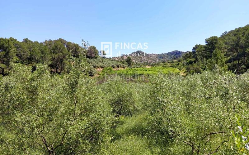 Foto eb411e1e-295d-4345-adc1-d1bd3103e3de. Masia a Benifallet