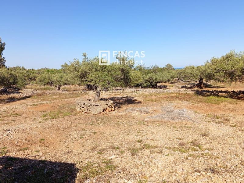 Foto ad94e5de-03e5-45d7-aa56-0f8721da24c9. Masía en lampolla en Ampolla (L´)
