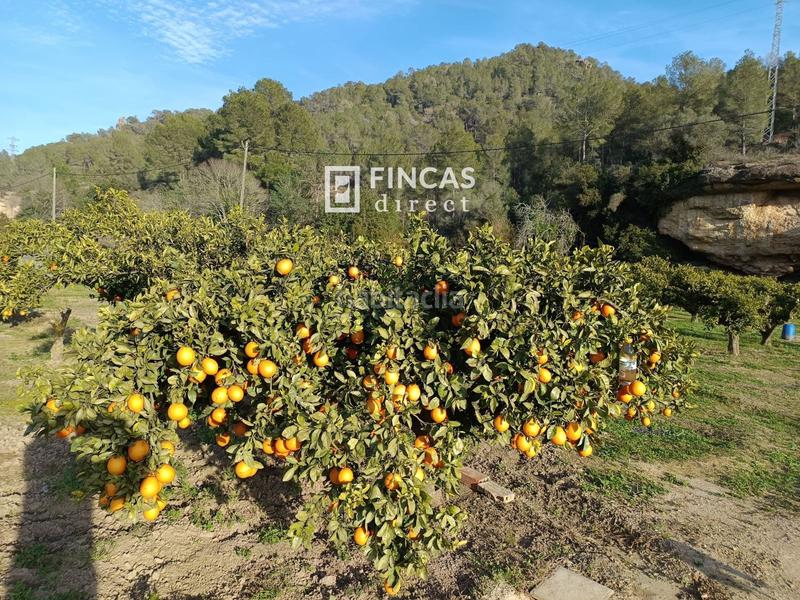 Foto 062e952d-88f2-4fa4-8f8f-868ae7f932a9. Finca rústica en Miravet