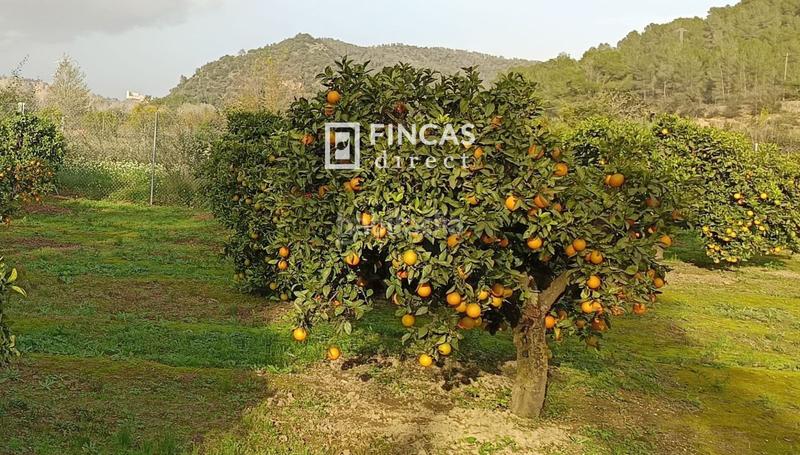 Foto d2c2ea22-8d35-4b6f-b9ad-9ba3c9db2e85. Finca rústica en Miravet