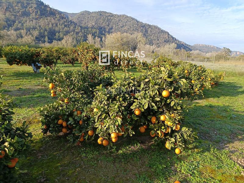 Foto ffc8a0a2-cb59-4e1d-926f-b1d8cf88d76b. Finca rústica en Miravet