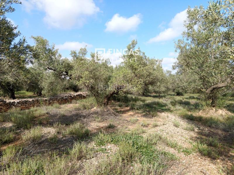 Foto 304da478-1697-41b8-90e8-55b994ee81a8. Casale con parcheggio in Camarles