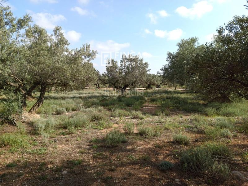 Foto 6ca9816b-0082-482e-bf39-3b6b36cf03aa. Casale con parcheggio in Camarles