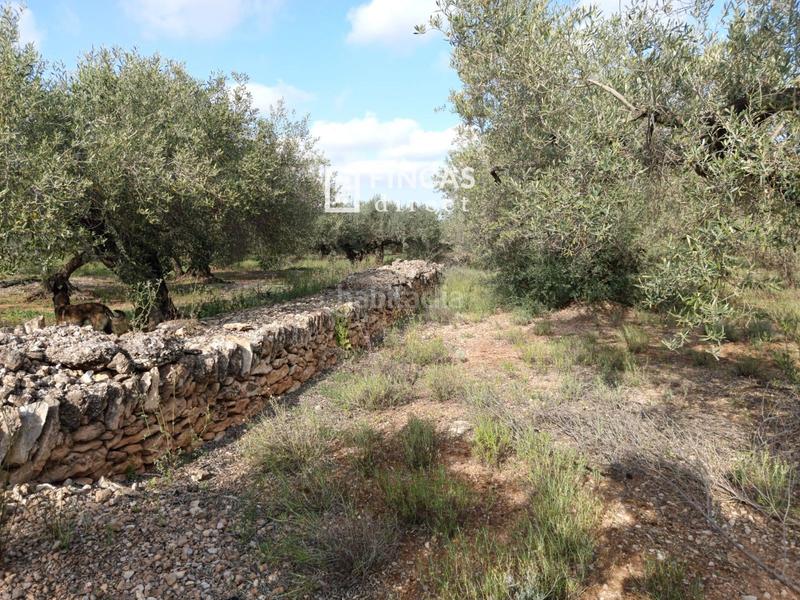 Foto 6e6b487e-4ee2-4817-9f3c-7e0842c9871b. Casale con parcheggio in Camarles