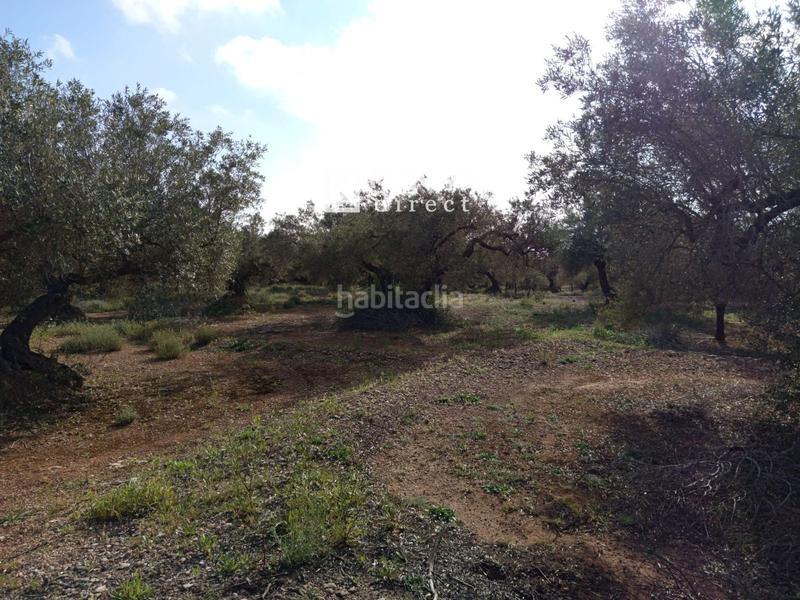 Foto 7eeb486c-8937-4ae4-8471-8236824569af. Casale con parcheggio in Camarles