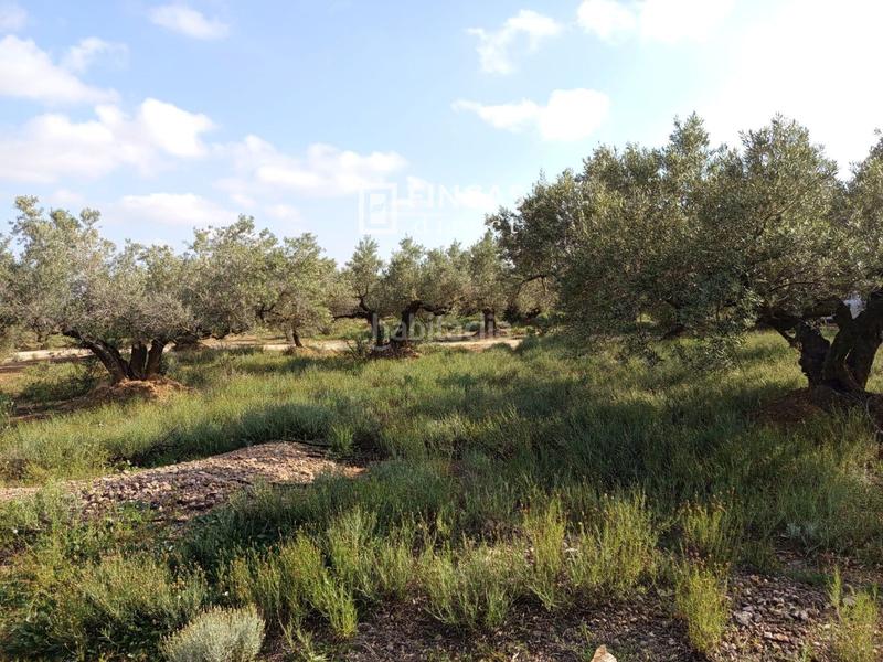 Foto b82d01ab-b221-4e2c-9098-d10e9a964f7e. Casale con parcheggio in Camarles