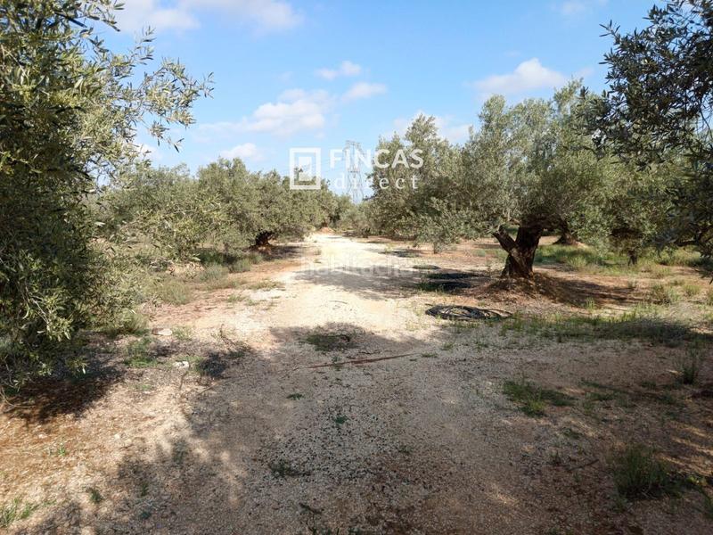 Foto e7b64cb2-6fcf-4def-8213-c42b4794d36d. Casale con parcheggio in Camarles