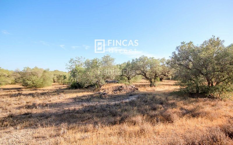 Foto 35929fa5-2710-4840-92cd-f467796d6433. Masía en Xerta