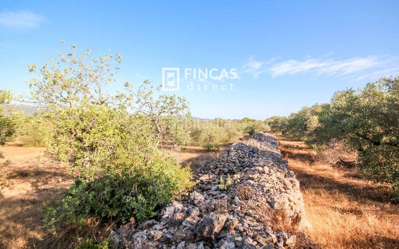Foto a8bd2910-cf50-4880-b46d-f415ee2d3493. Masía en Xerta