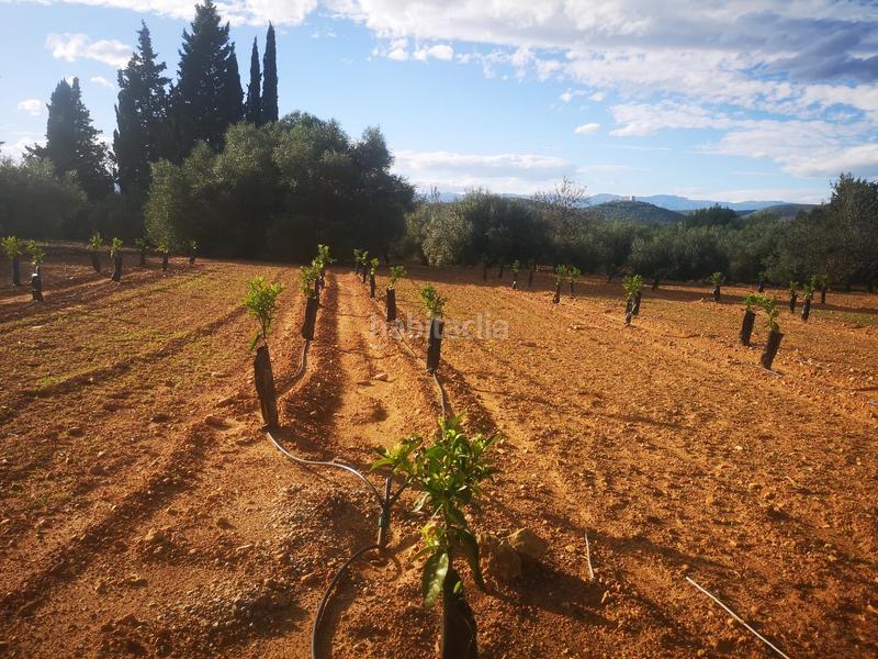 Foto 0945d2d0-a5b7-4c97-91de-add97fb10d82. Terreno residencial en Ulldecona