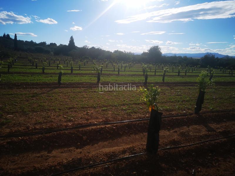 Foto 1d11db42-fe9f-4908-ba17-867d27aba098. Terreno residencial en Ulldecona