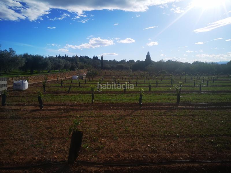 Foto 49e2f09c-8052-4cc4-90c7-bf92e3d9bbc0. Terreno residencial en Ulldecona