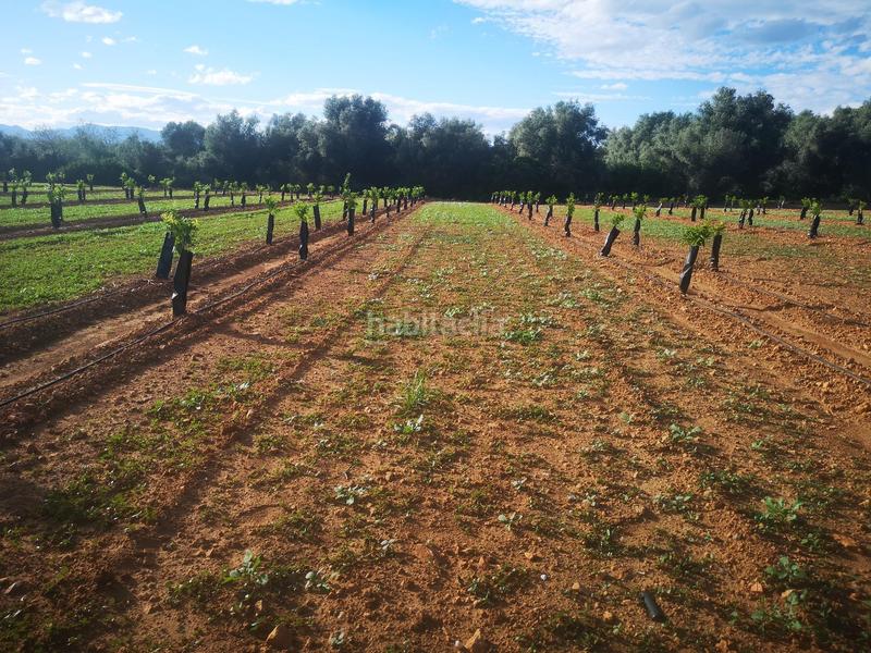 Foto 76b88a90-b179-4e8b-9336-c31dd2774576. Terreno residencial en Ulldecona