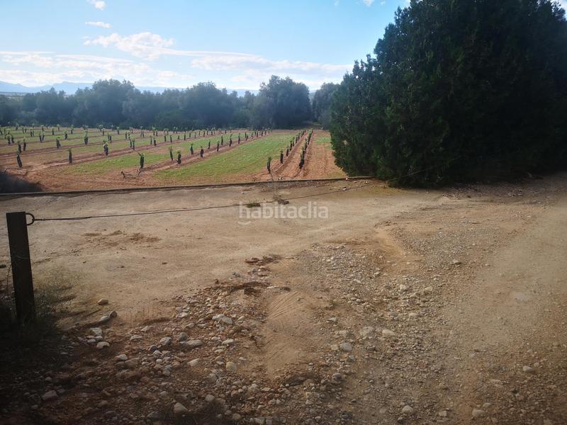 Foto 8a8eceef-00f9-4c55-b6d2-2608cda2df7a. Terreno residencial en Ulldecona