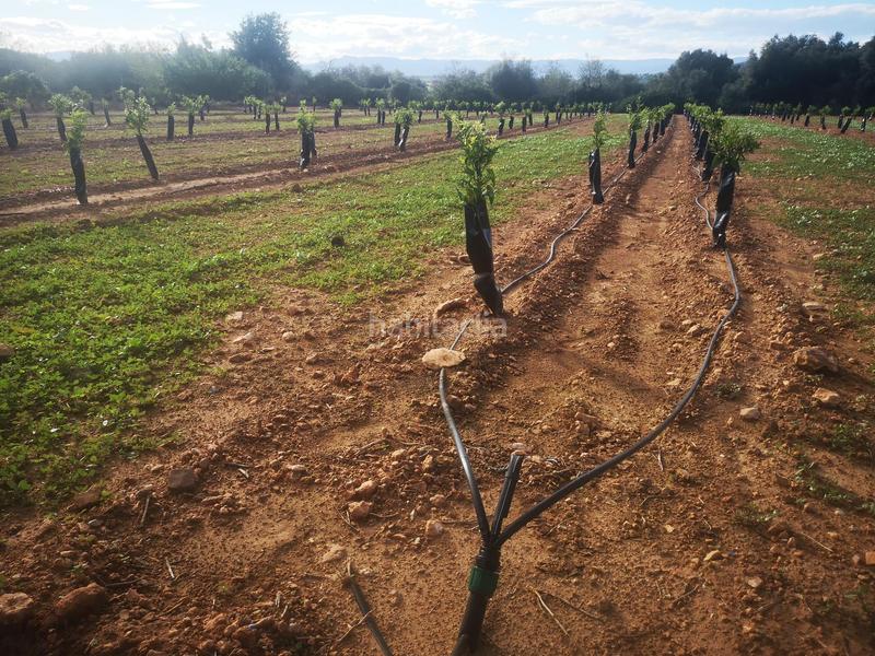 Foto a011e669-fd6e-415c-84e7-43ea44a5bc49. Terreno residencial en Ulldecona