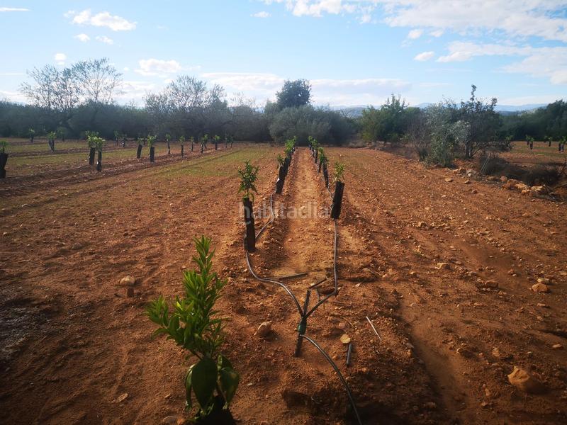 Foto af074072-e79c-4f89-a220-4b8c66fdae70. Terreno residencial en Ulldecona