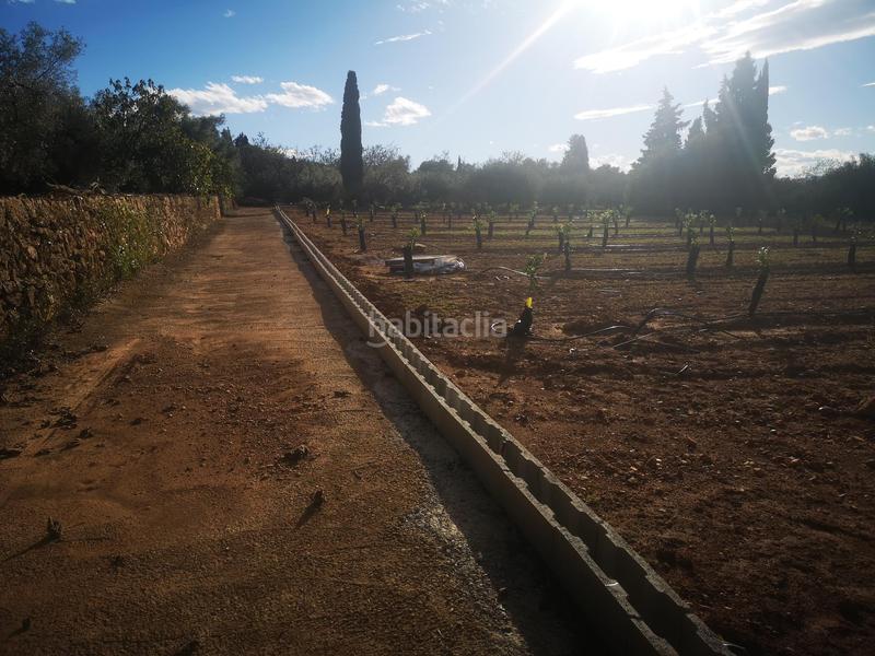 Foto db833d76-eb38-4c58-8e92-f88cfa078ace. Terreno residencial en Ulldecona