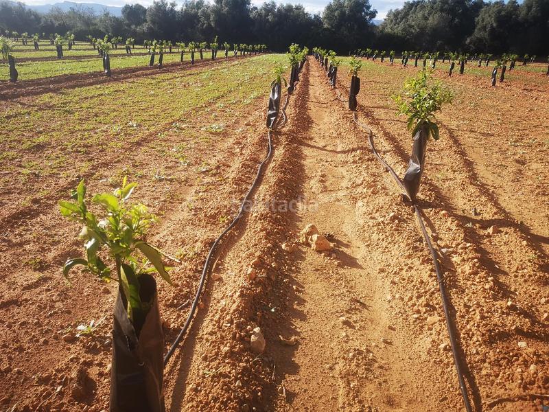 Foto eebe5e94-8a05-4819-885d-f39d87254eea. Terreno residencial en Ulldecona