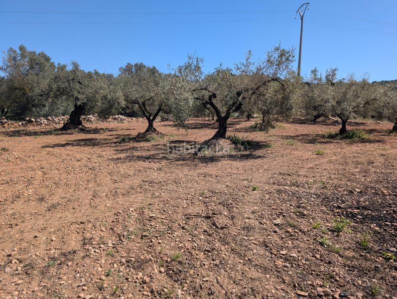 Foto 243ebddf-9b66-4811-89bb-de35cf8c1076. Landgut in Ulldecona