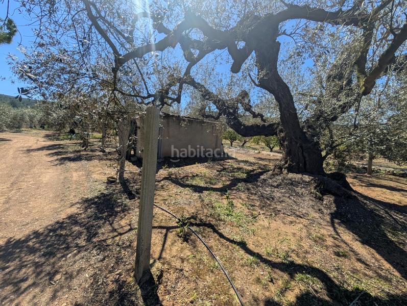 Foto a47f5858-b6e9-41cf-9e45-274c985dd19a. Landgut in Ulldecona