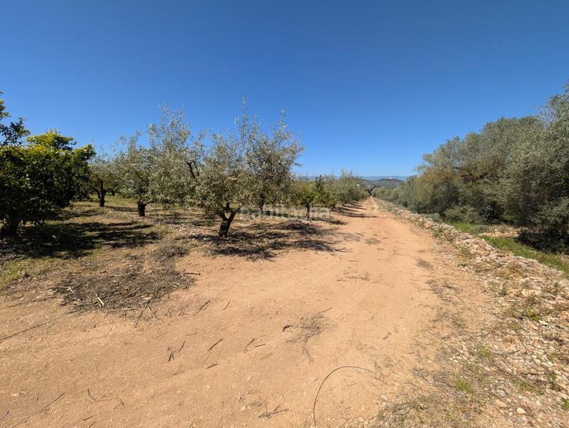 Foto e2c886f1-deb9-4f09-89f8-f330db61aa2b. Landgut in Ulldecona