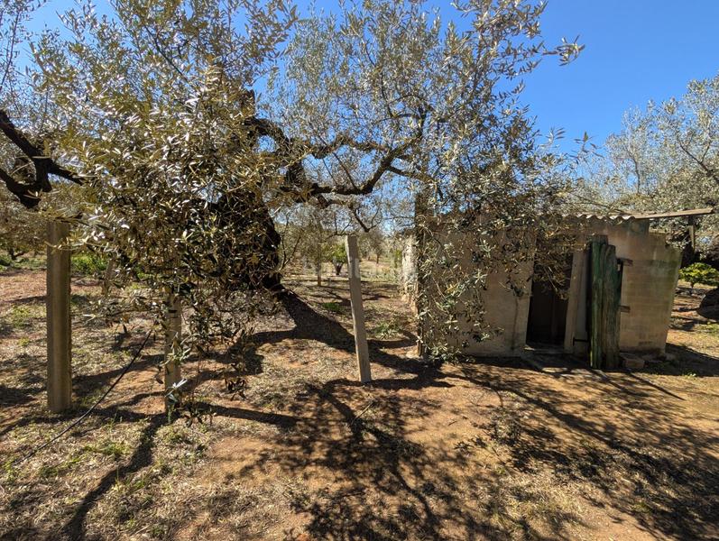 Foto 19ea00ac-44ca-4961-821b-64f7a5233aae. Rural plot in Ulldecona