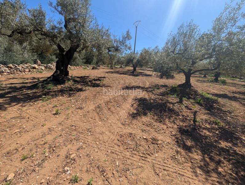 Foto 32406428-2be6-406e-a225-3ac1b958b4f9. Rural plot in Ulldecona