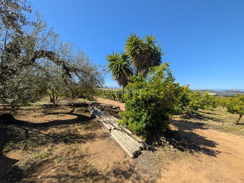 Foto 356bb2b0-9c5c-48d0-bf68-522e14d19a1a. Rural plot in Ulldecona