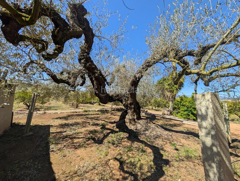 Foto 36e3d13a-bbeb-4324-90ee-870ac102b4b9. Rural plot in Ulldecona