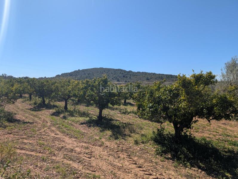 Foto 8b4fd754-ece9-488c-bf2e-6966bd47dd3a. Rural plot in Ulldecona