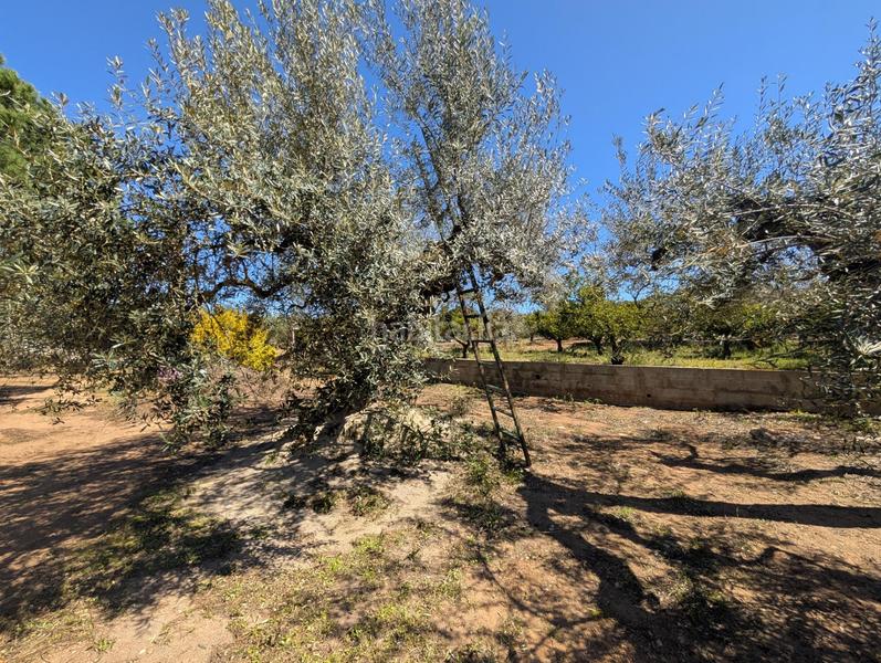 Foto b123ac3d-35a1-479c-bbec-2d3ab8dfc989. Rural plot in Ulldecona
