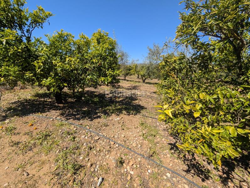 Foto caa2d12a-56d4-43df-b837-7368733a416b. Rural plot in Ulldecona