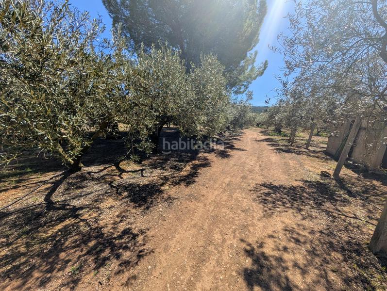 Foto cd251d02-20c5-4d80-a9fa-574e0aa10c90. Rural plot in Ulldecona