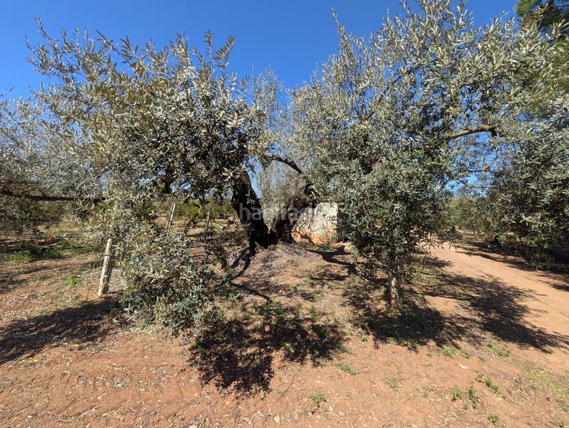 Foto d32903de-22f5-43df-81e7-dca1220cd774. Rural plot in Ulldecona