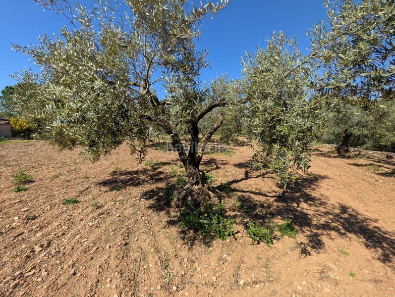 Foto d4dd43bb-8f53-453e-ab0b-b94ba8ac613e. Rural plot in Ulldecona