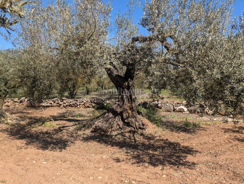 Foto df0c926c-fb79-4e2f-aa5e-a0f3663c57b6. Rural plot in Ulldecona