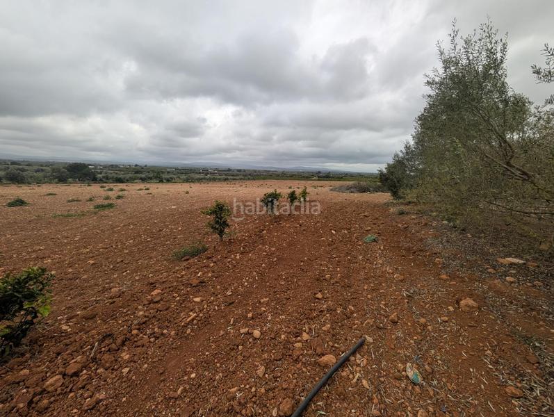 Foto 1181c600-8327-44bc-9f4c-bed9de9dfa60. Finca rústica en closa de Vinaròs - ermita Vinaròs