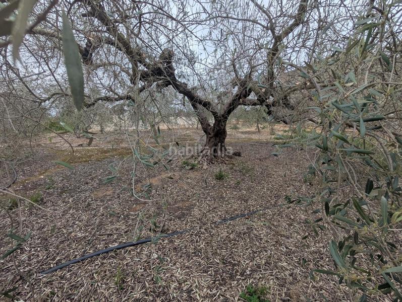 Foto 9370a72c-a661-4450-9853-0aed4e642980. Finca rústica en closa de Vinaròs - ermita Vinaròs