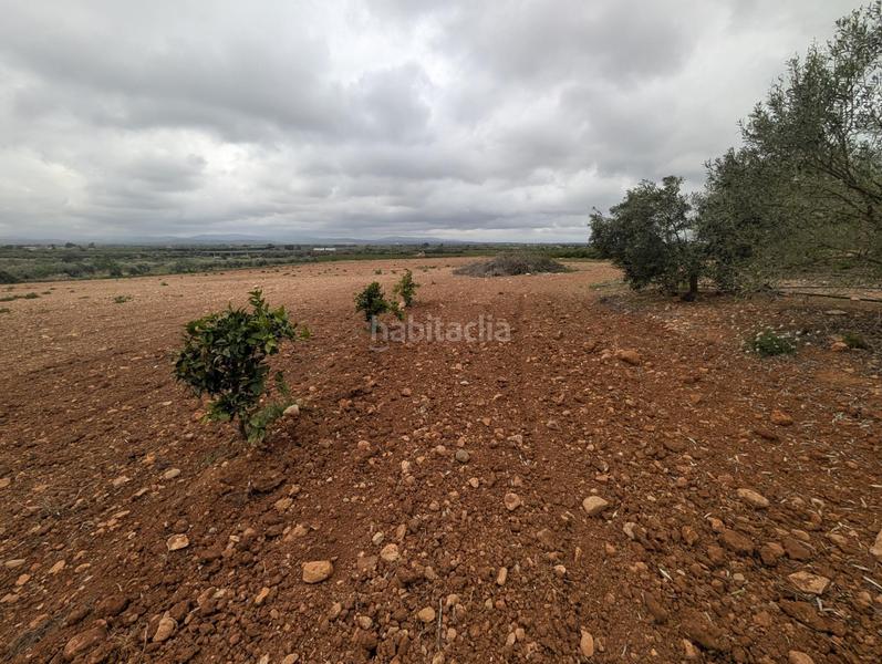 Foto d3b95667-5320-436d-8455-89d731cd958a. Finca rústica en closa de Vinaròs - ermita Vinaròs