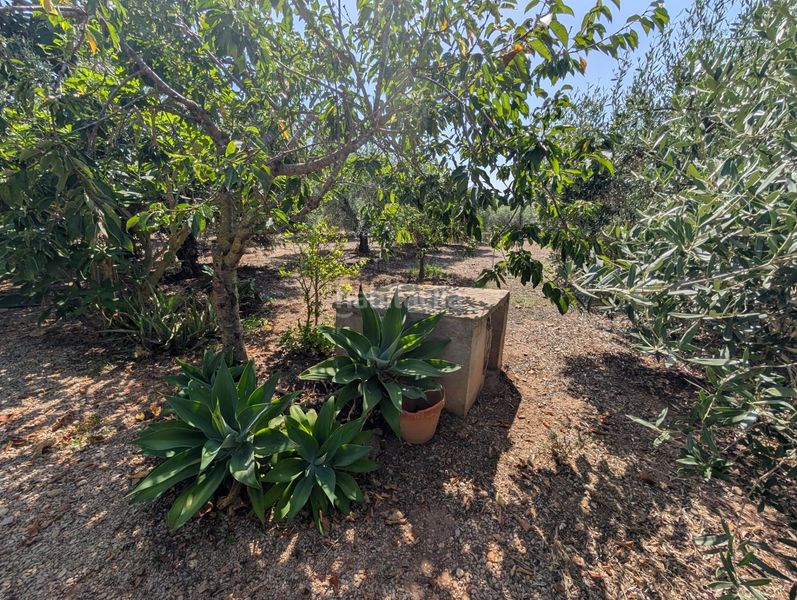 Foto fbee3d9a-40ff-4fd0-8cf4-b3e28eca8406. Country house with parking in Alcanar