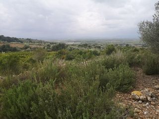 Fondo rustico in Ulldecona
