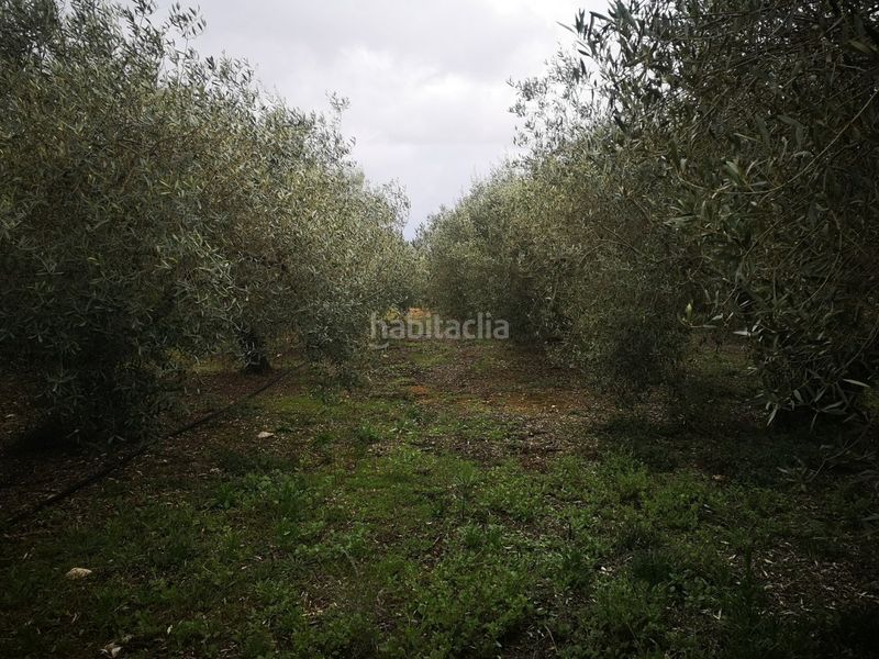 Foto 1f4c44e3-1cb1-4738-b0c4-56c6ff7dff12. Finca rústica a Ulldecona